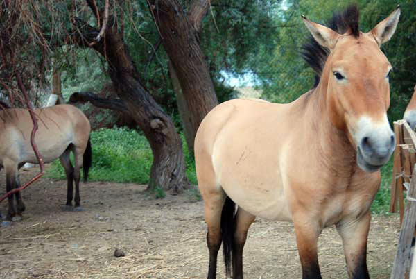 Лошадь Пржевальского в парке Алтын-эмель