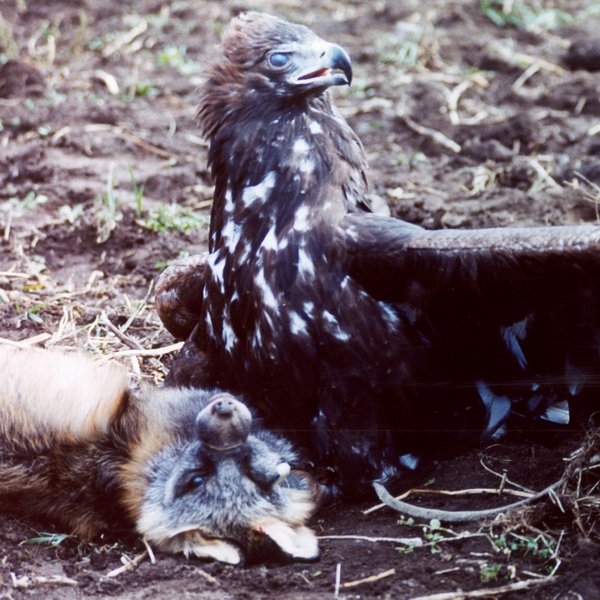 adler07.jpg