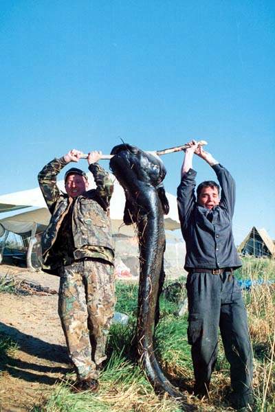 Sport fishing in Qazaqstan. Cool big fish!