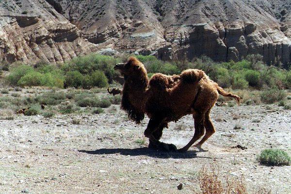 Adventure Tour. Camel. Photo 3