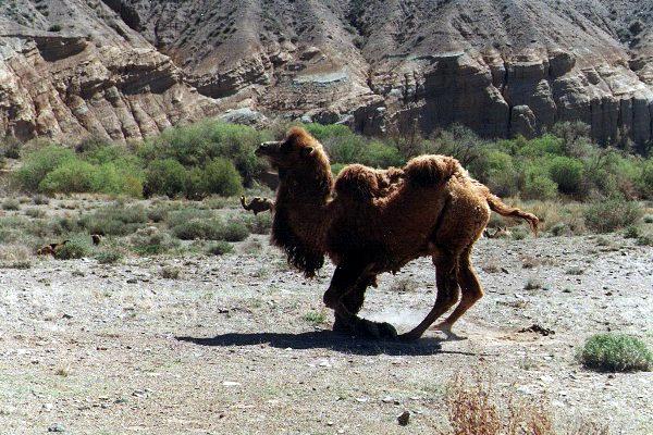 camel01.jpg