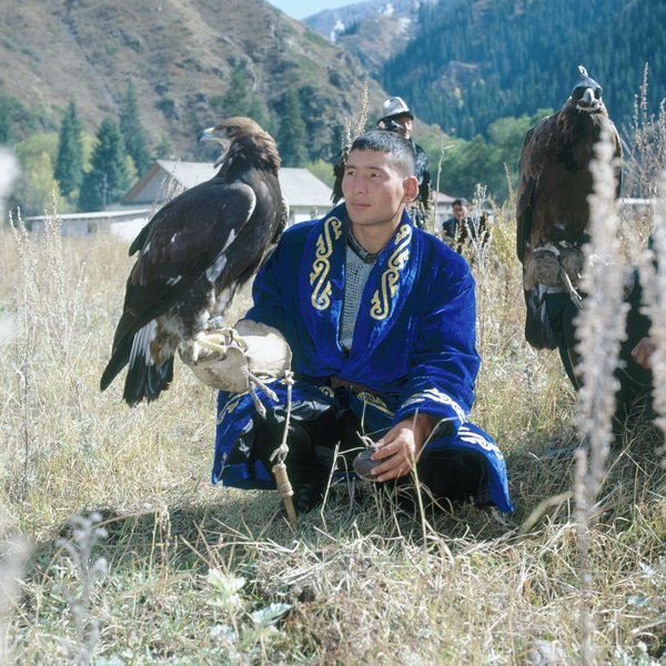 falcon03.jpg