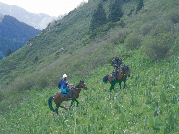 pferd05.jpg